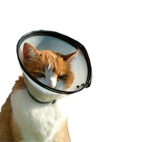 animal health oceanside vet